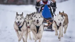 2378-Esperienza con cani Husky da slitta a Courmayeur