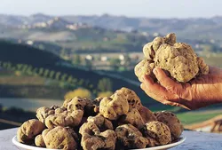 4222-Alba Enogastronomica: Fiera del Tartufo, vini e prodotti tipici e il “Baccanale dei Borghi”