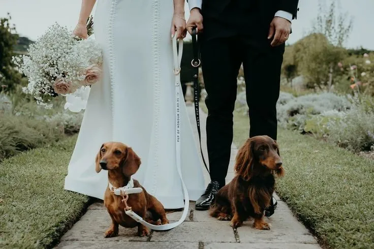Wedding Dog Sitter