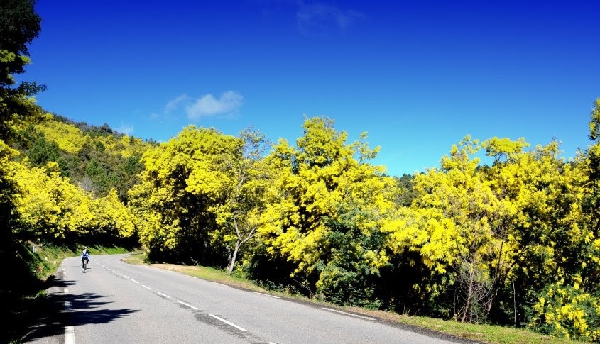 La foresta delle mimose di Mandelieu e Grasse la Capitale dei profumi